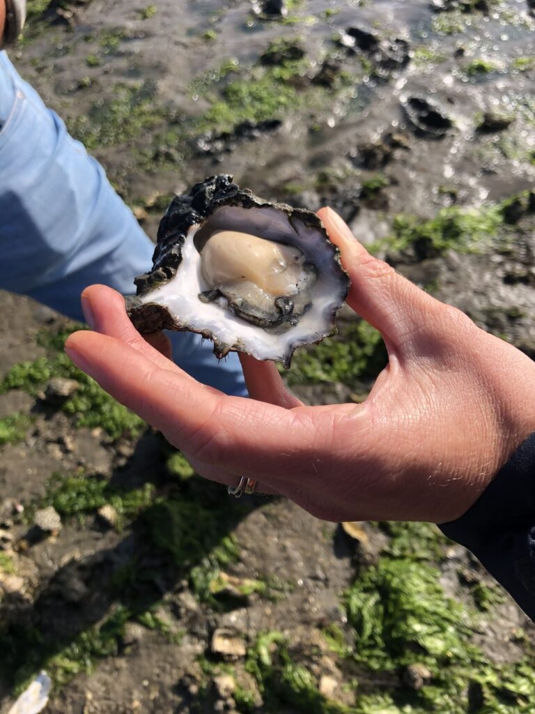 OESTERS, STEM VAN DE NOORDZEE